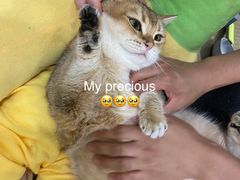 -逗柴咖啡屋·狗咖猫咖宠物桌游