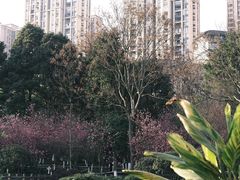 -龙头寺公园