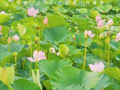 -荷塘月色湿地公园·向阳花洲