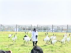 -盐城丹顶鹤湿地生态旅游区