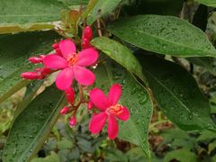 -深圳观澜格兰云天国际酒店