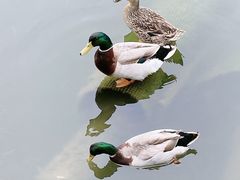 -合肥滨湖国家森林公园