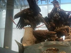 -自然博物馆新馆2楼餐厅