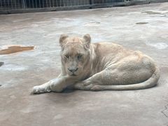 -鄂尔多斯野生动物园