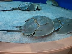 -西海国立公园九十九岛水族馆
