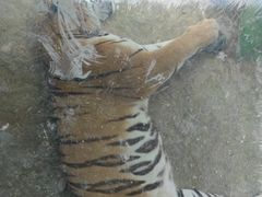 -栾川竹海野生动物园