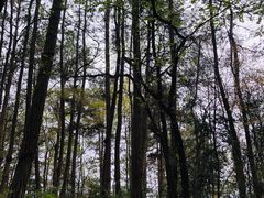 -镇龙山国家森林公园