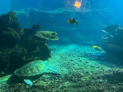 -涛·海底餐厅·美人鱼·自助餐·海底隧道(三亚海棠湾洲际度假酒店)