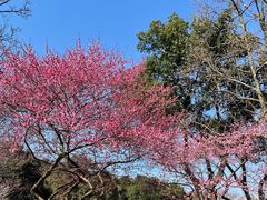 -杭州植物园