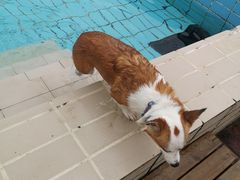 -趣玩宠物乐园寄养训犬训狗游泳池