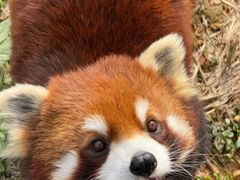 -合肥野生动物园