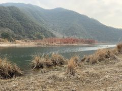 -小芝红树林