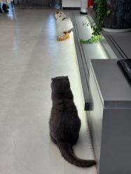 -蚂蚁造型俱乐部