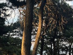 -北京西山国家森林公园