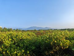 -福田红树林生态公园