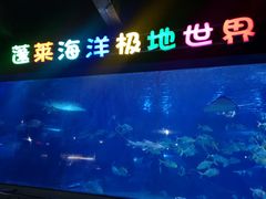 -蓬莱欧乐堡海洋极地世界