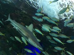 -瑞普利水族馆