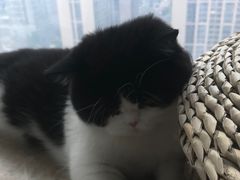 -Catmate·猫肥家润(金润铂宫店)