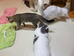 -三花喵·撸猫购宠·宠物生活馆(虹桥南丰城店)