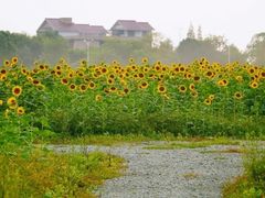 -郫都区农科村景区