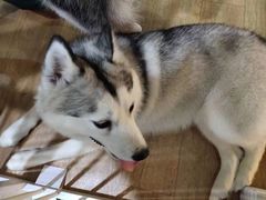 -Husky Go! 哈士奇体验馆·宠物咖啡厅狗咖