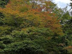 -黎坪国家森林公园