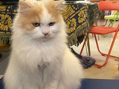 -平行世界·猫咖(首经贸店)