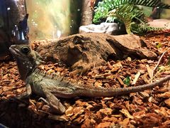 -费瑟代尔野生动物园