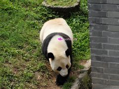 -都江堰中华大熊猫苑