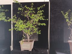 -石家庄市植物园