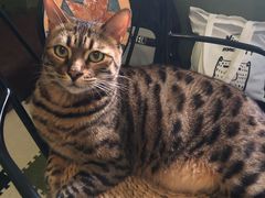 -猫猫幼稚园·撸猫·桌游·电玩