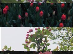 -南山植物园