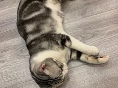 -BABIT巴比特宠物(MOMOPARK店)