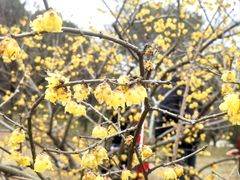 -无锡梅园公园