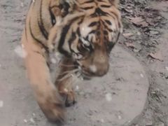 -深圳野生动物园宠物医院(西湖林语店)