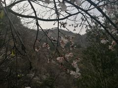 -北京鹫峰国家森林公园