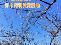 -马峦山郊野公园