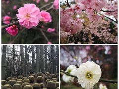 -南山植物园
