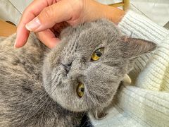 -楼上猫咖(罗湖店)