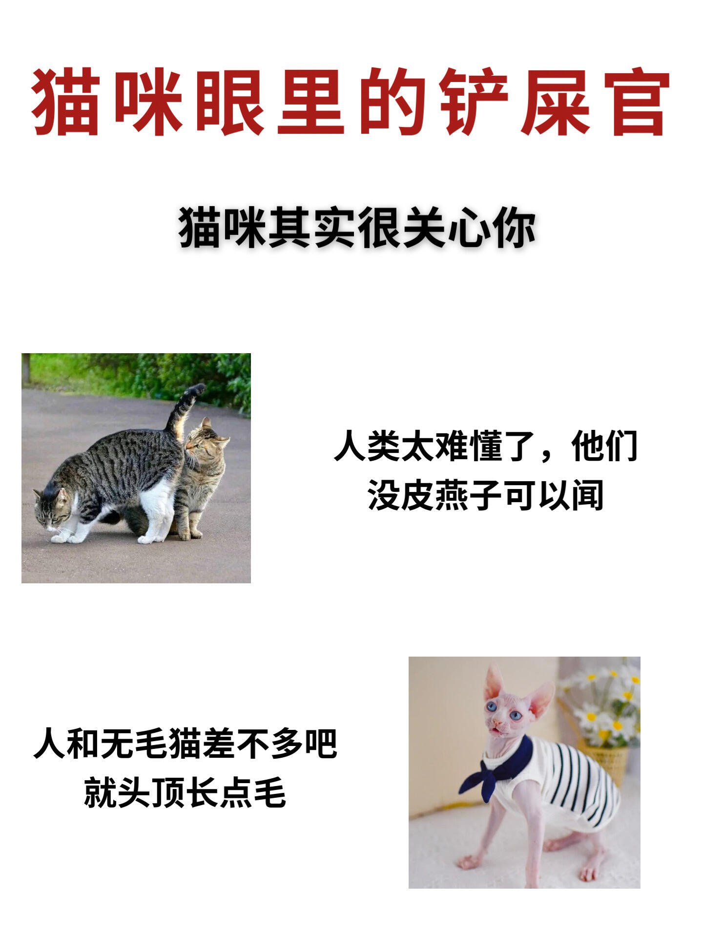 揭秘铲屎官在猫咪心中的样子