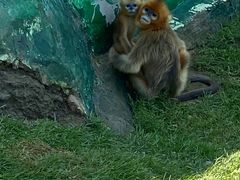 -西霞口神雕山野生动物世界