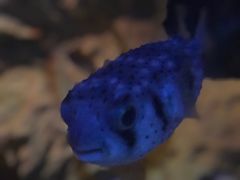 -悉尼海洋生物水族馆