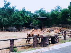 -清迈夜间动物园