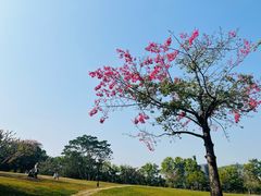 -东莞植物园