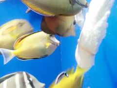 -烟台海昌鲸鲨海洋公园