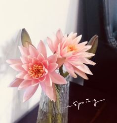 -薇薇安花系SPA