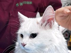 -伟伟宠物医院·CT影像中心·瑞派犬猫综合性门诊(汉口总院)