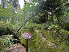 -汤旺河林海奇石景区