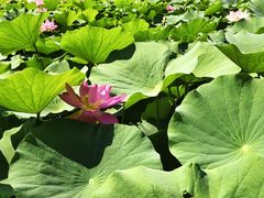 -莲花池公园