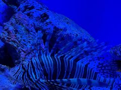 -上海海洋水族馆